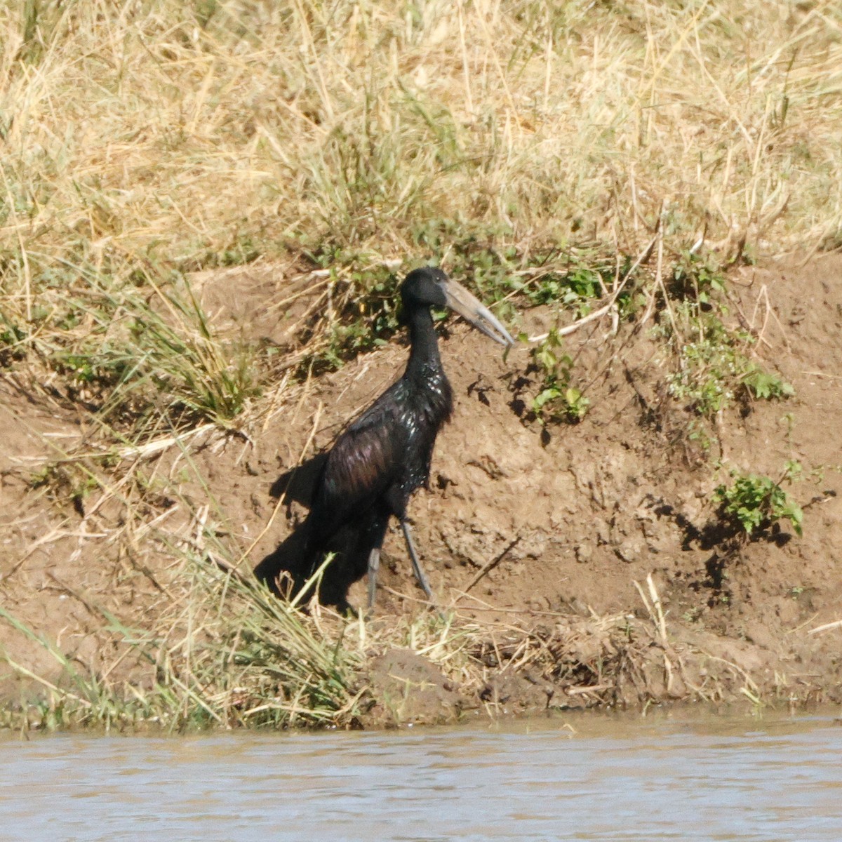 Matxardamoko beltza - ML644377247