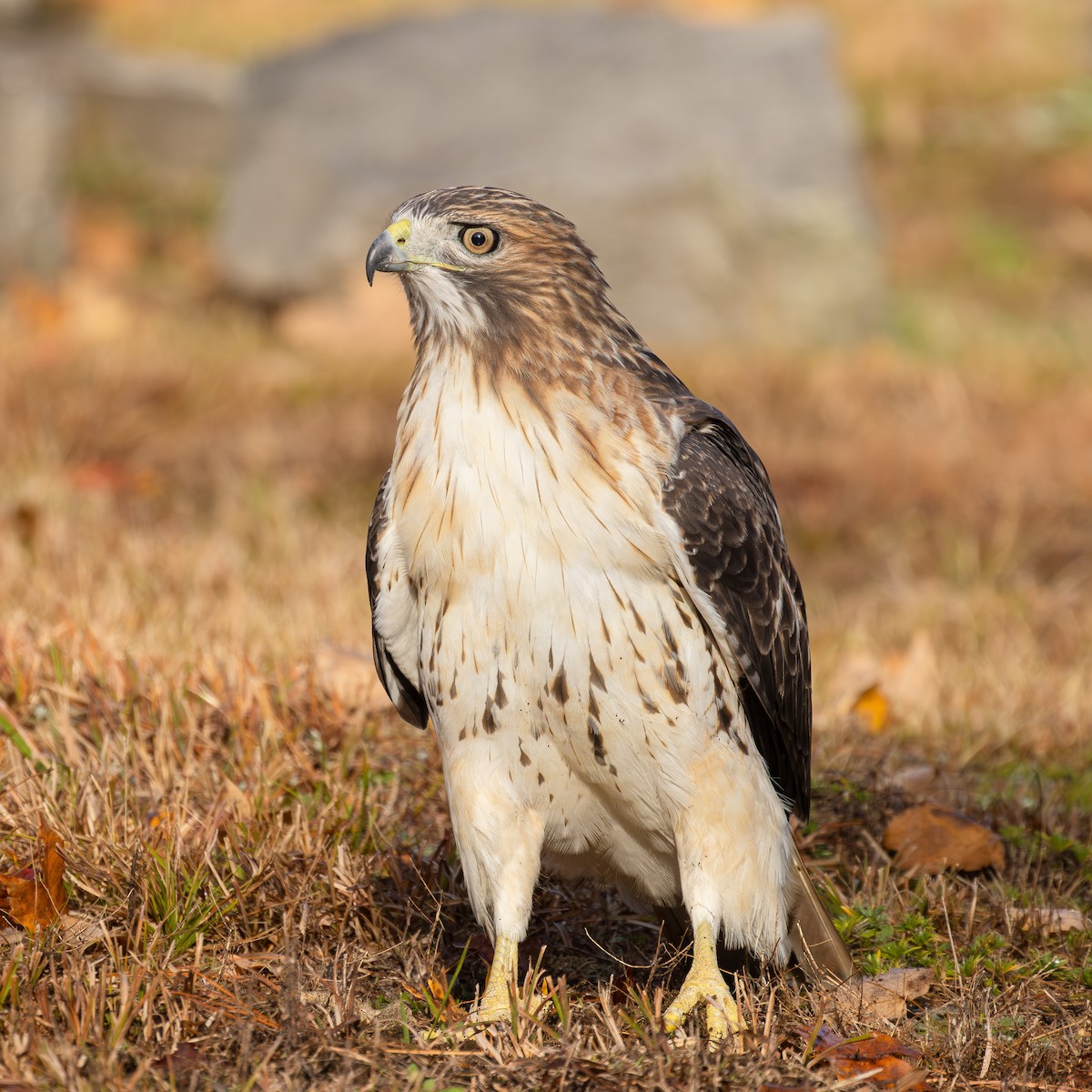 Red-tailed Hawk - ML644377259
