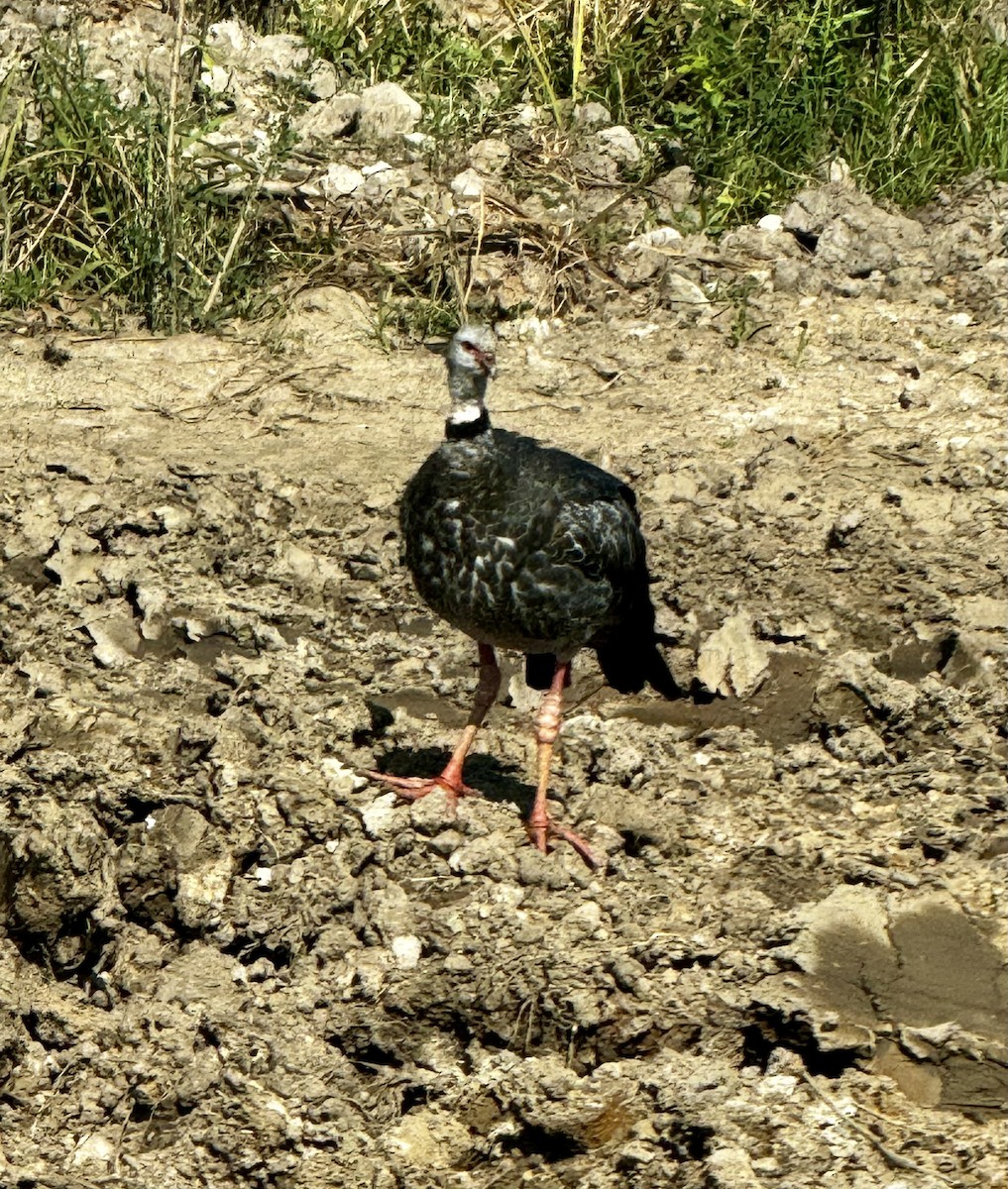 Southern Screamer - ML644377265