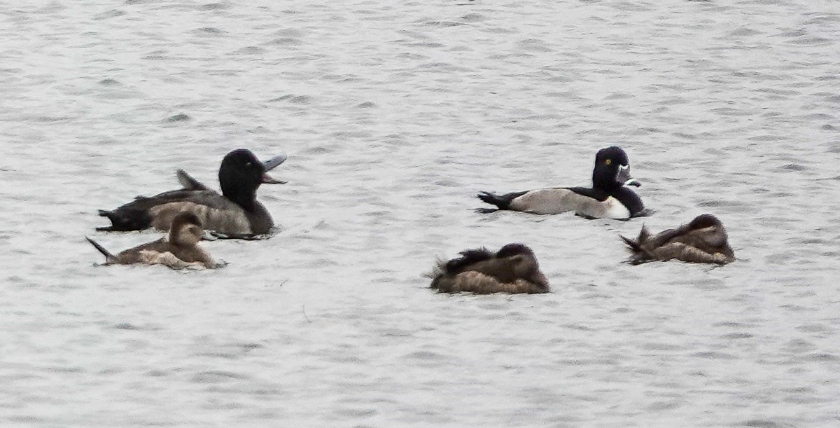 Greater Scaup - ML644377274
