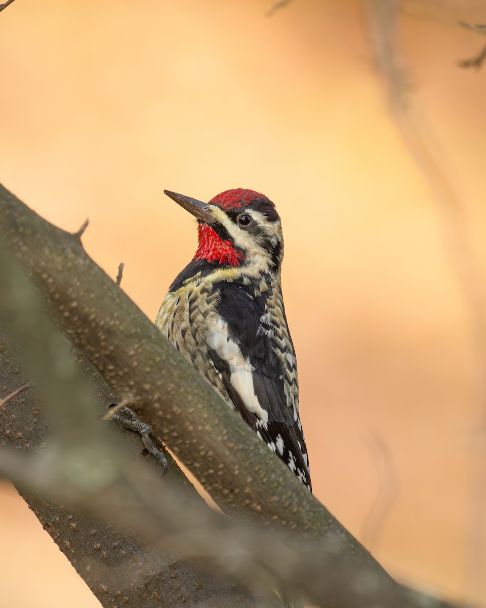 Yellow-bellied Sapsucker - ML644377277
