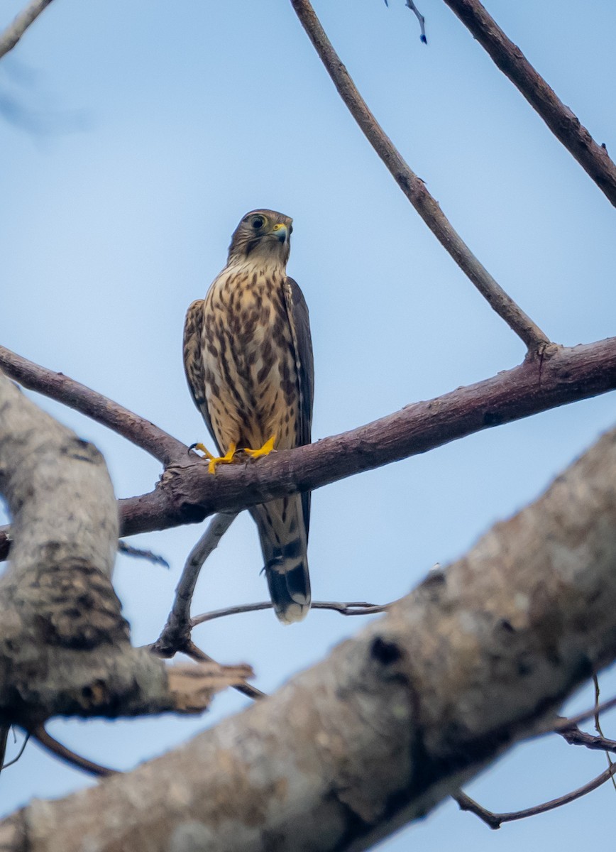 Smeriglio - ML644377278