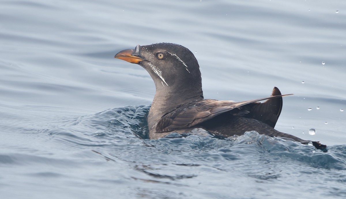 Boynuz Gagalı Alklet - ML644377282