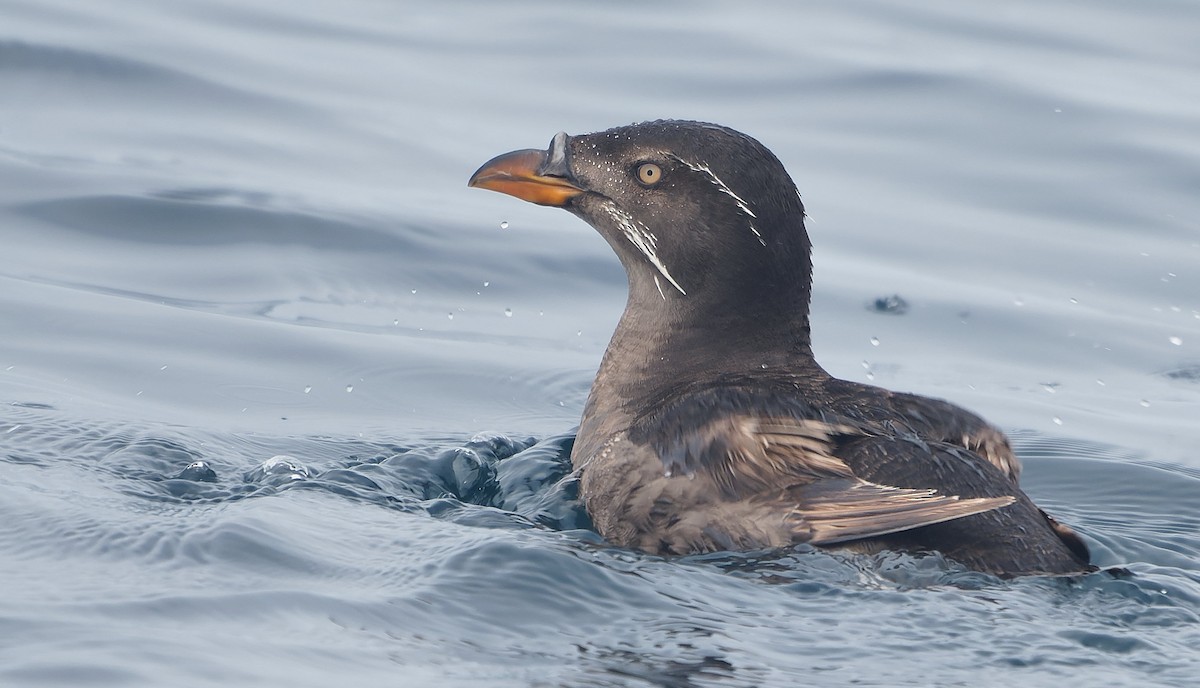 Boynuz Gagalı Alklet - ML644377283