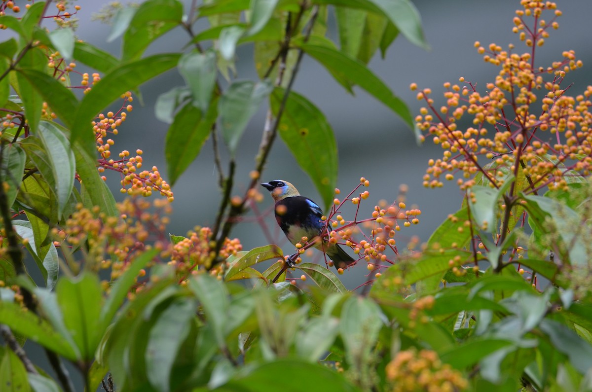 Golden-hooded Tanager - ML644377287
