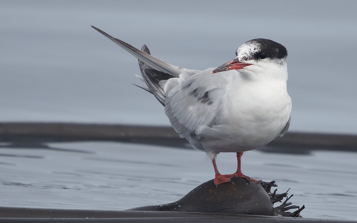 Речная крачка - ML644377292