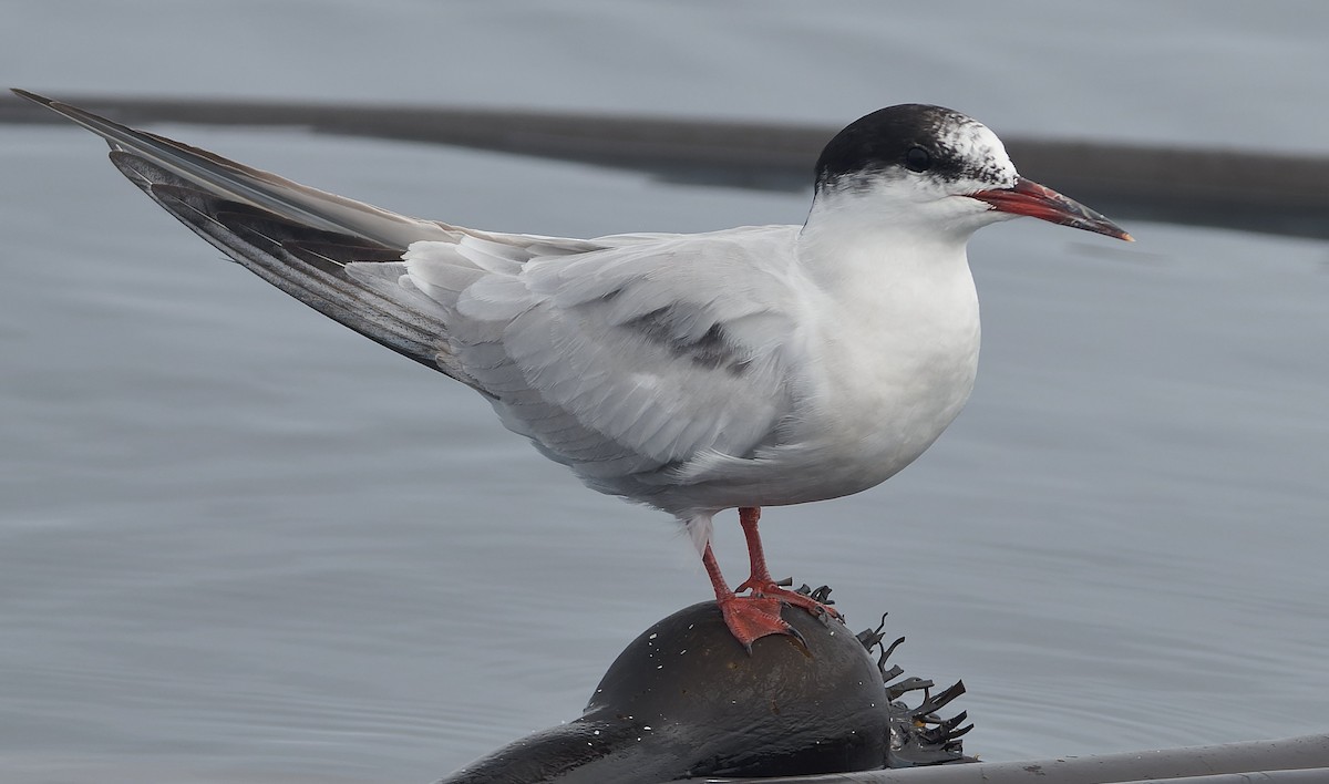 Речная крачка - ML644377293