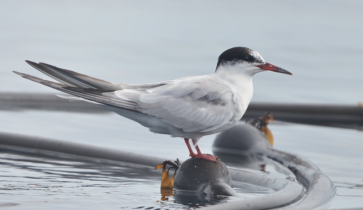 Речная крачка - ML644377294