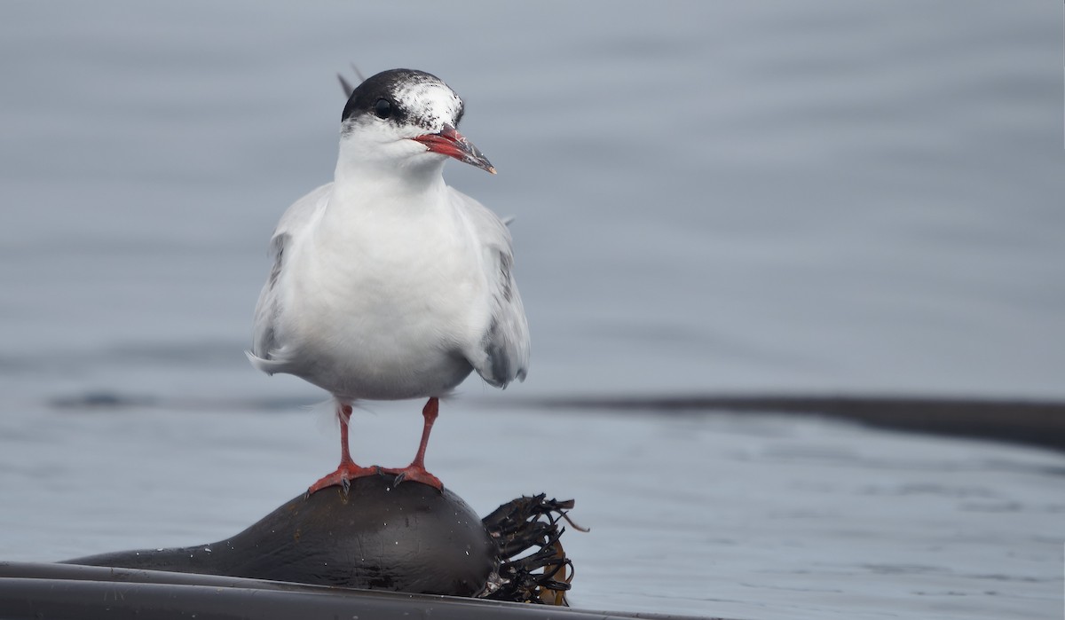 Речная крачка - ML644377296