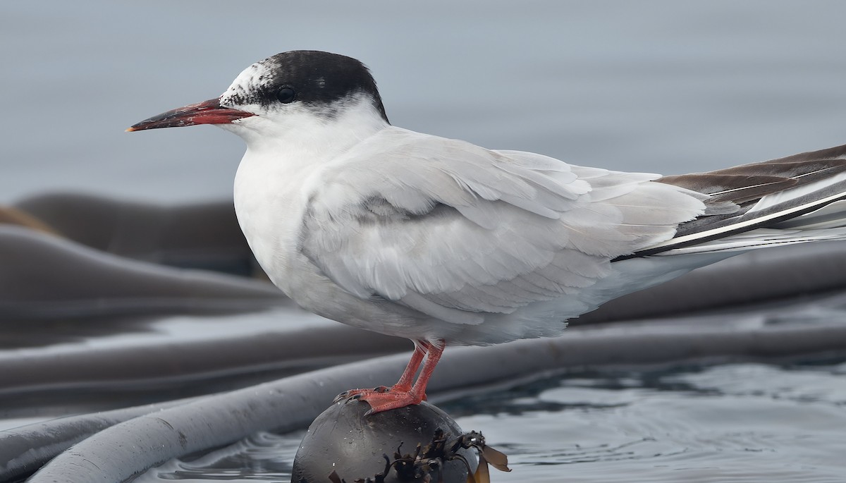 Речная крачка - ML644377297