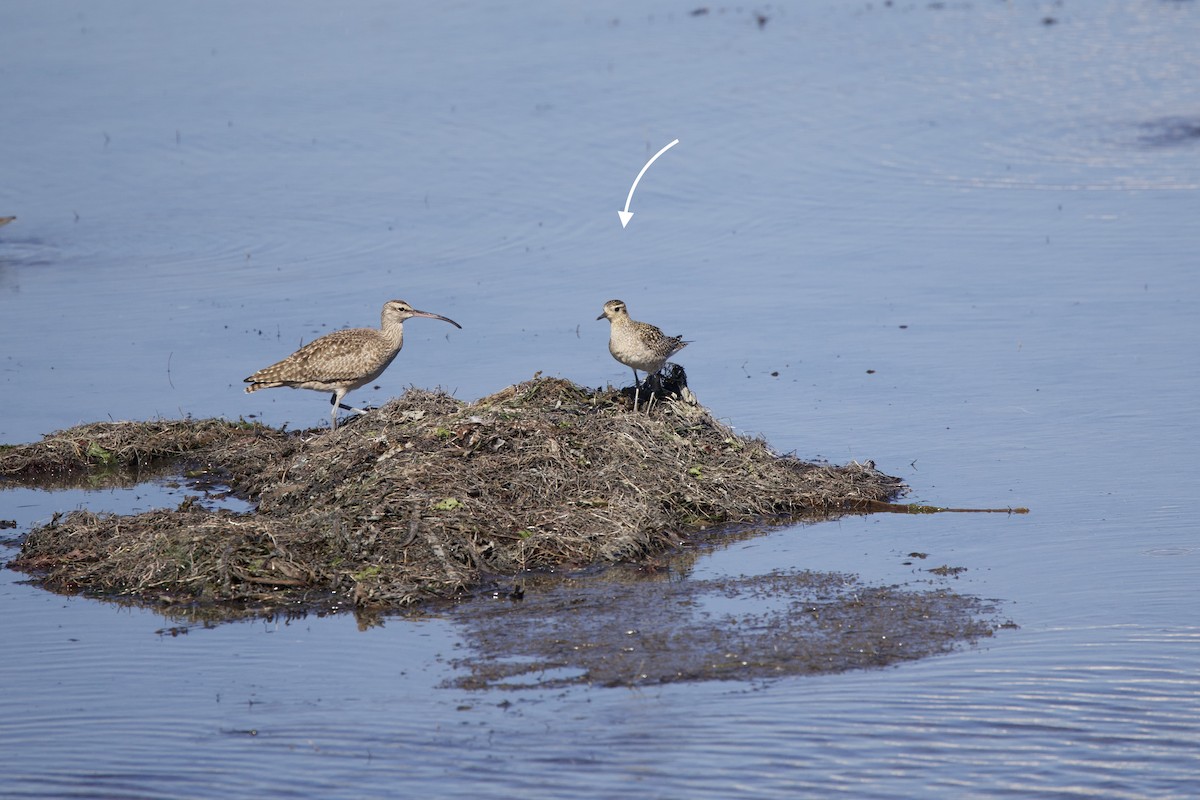 太平洋金斑鴴 - ML644377298