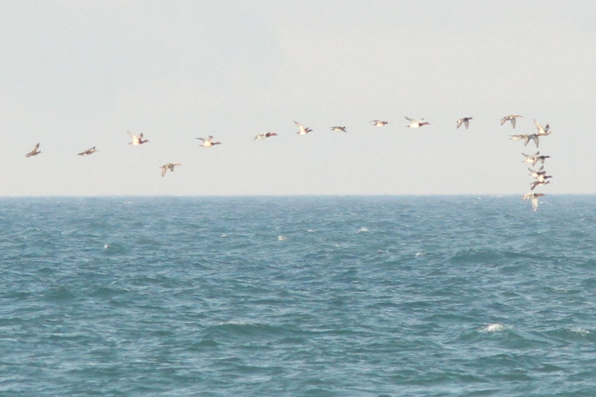 Canvasback - ML644377308