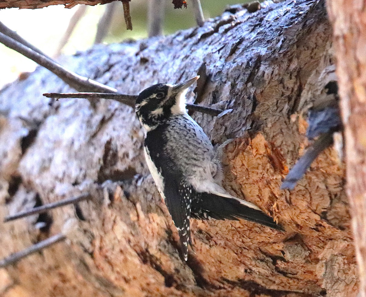 American Three-toed Woodpecker - ML644377310