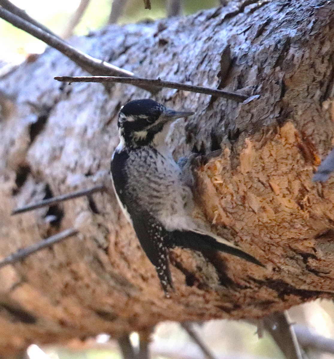 American Three-toed Woodpecker - ML644377311