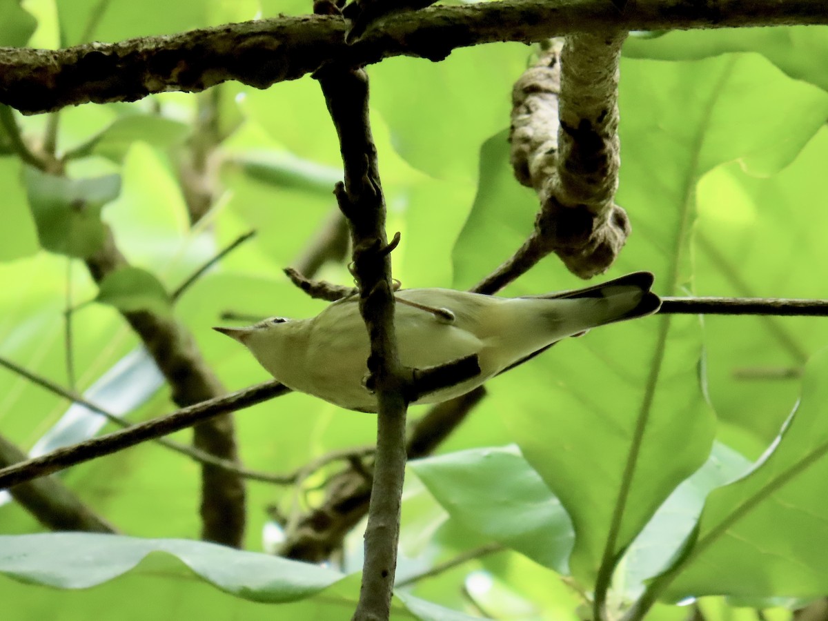 Cerulean Warbler - ML644377312