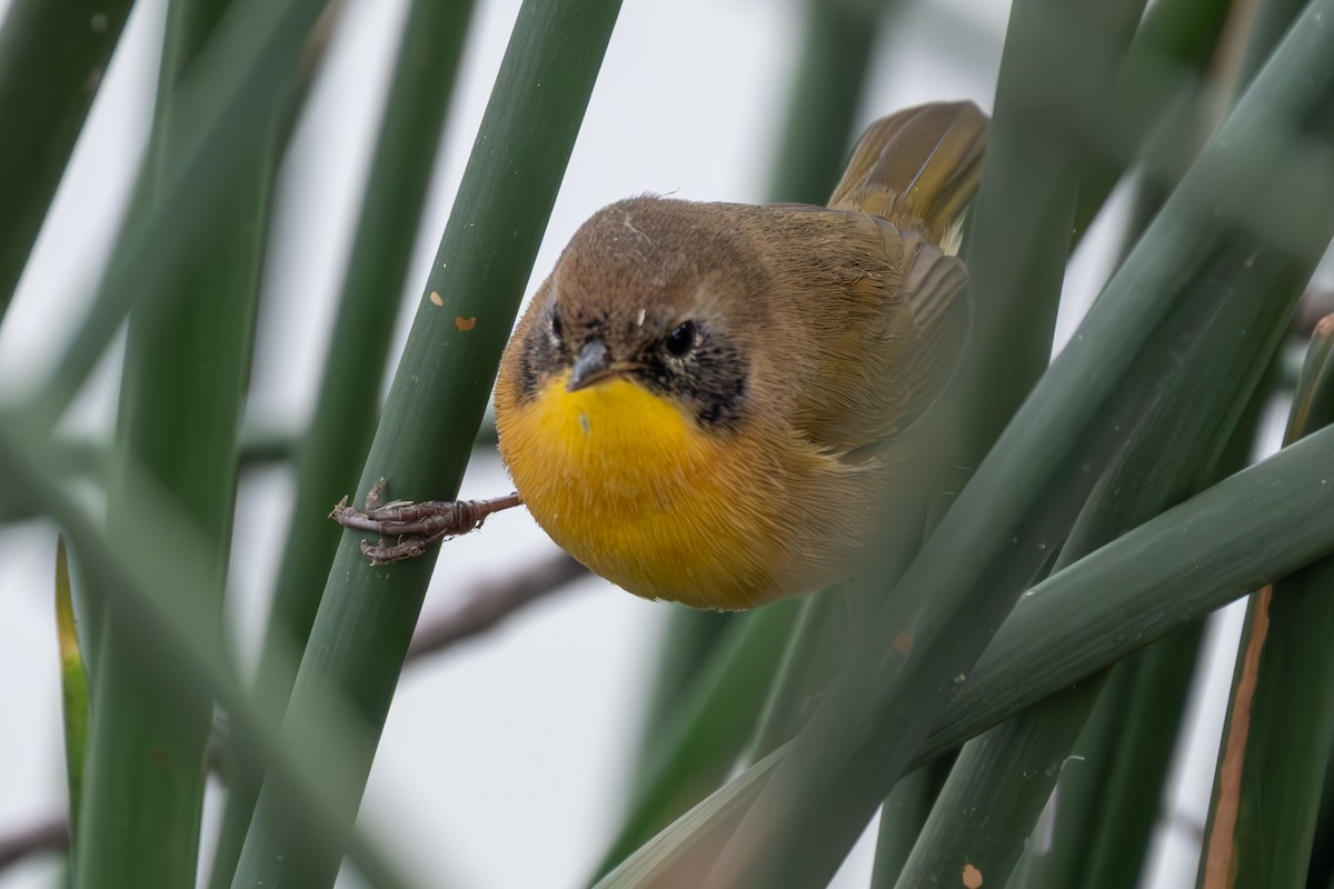 nordgulstrupe - ML644377319