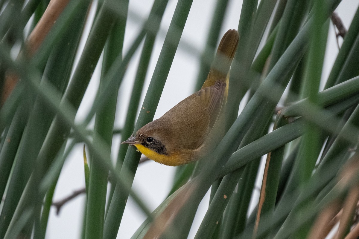 nordgulstrupe - ML644377322