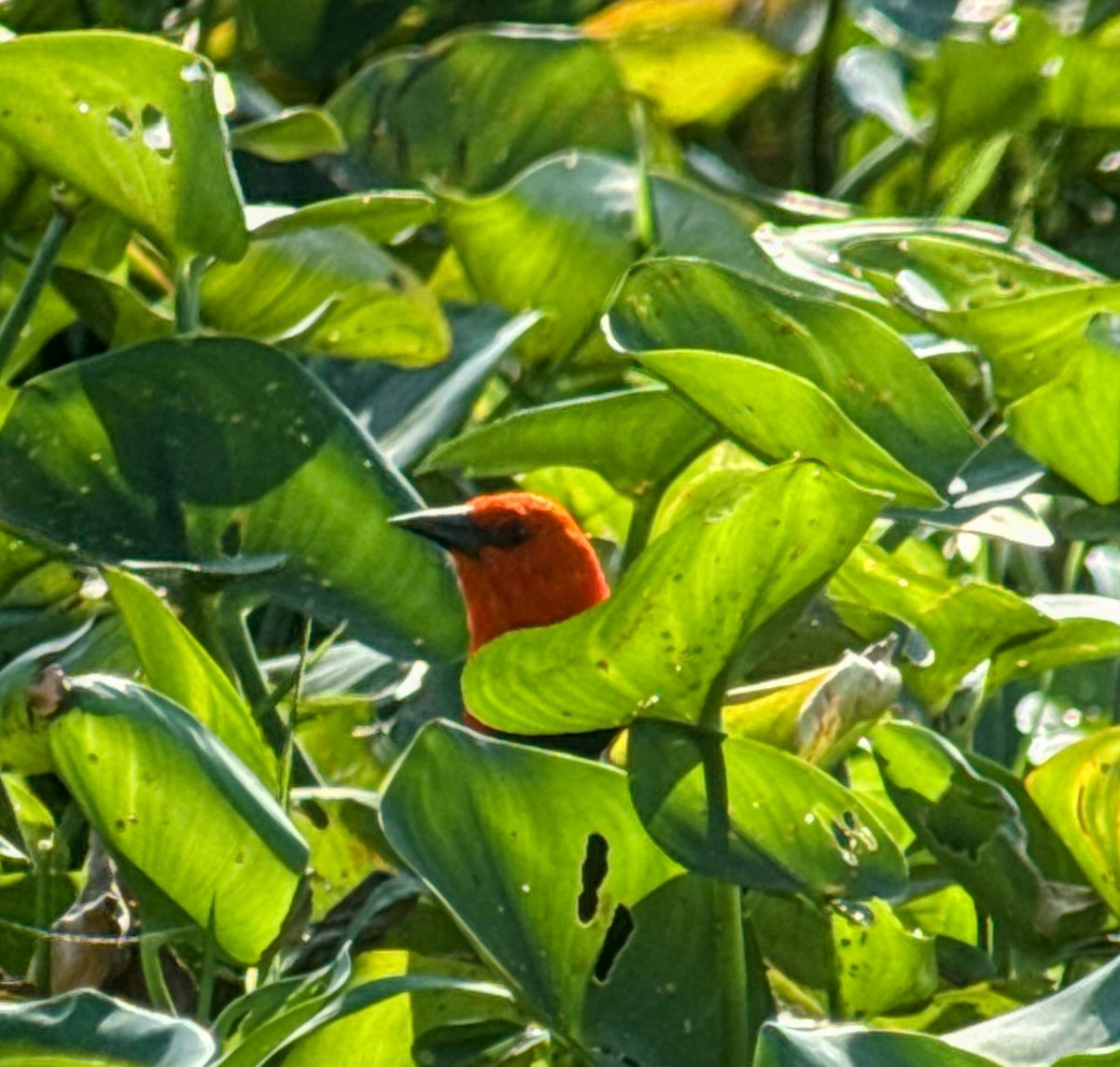 Трупіал червоноголовий - ML644377323