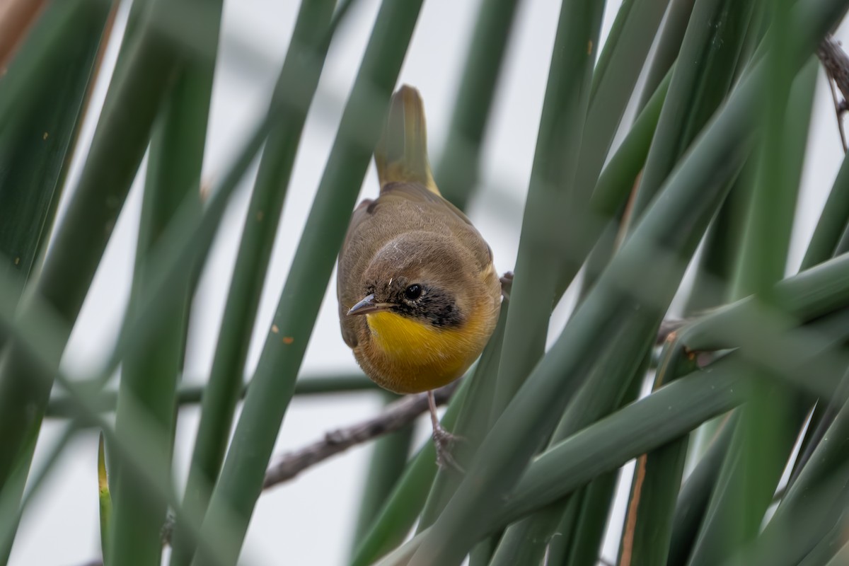 nordgulstrupe - ML644377324