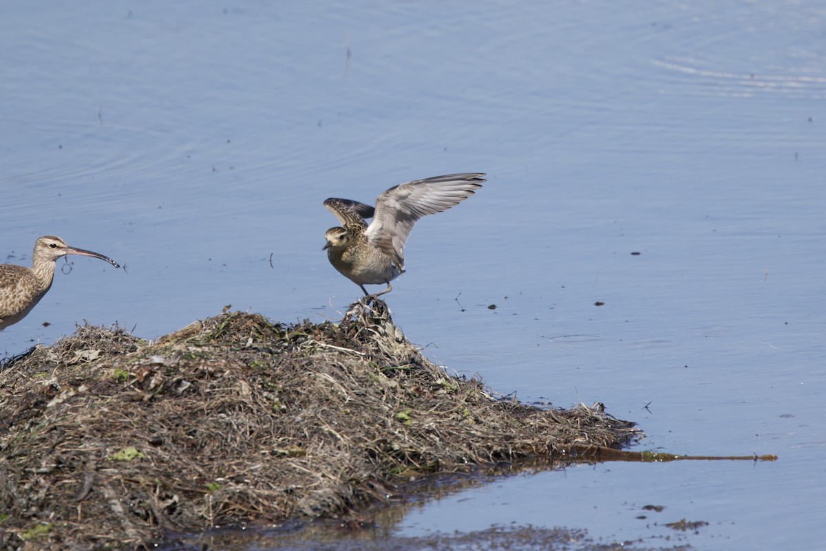 太平洋金斑鴴 - ML644377330