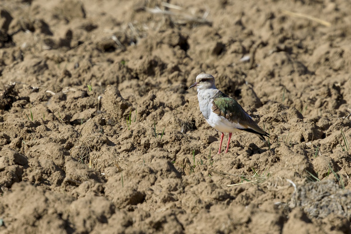 Andean Lapwing - ML644377333