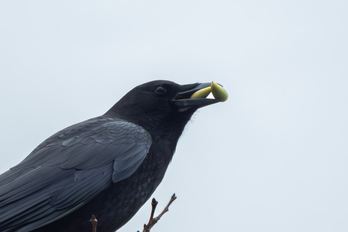 American Crow - Isabelle Reddy