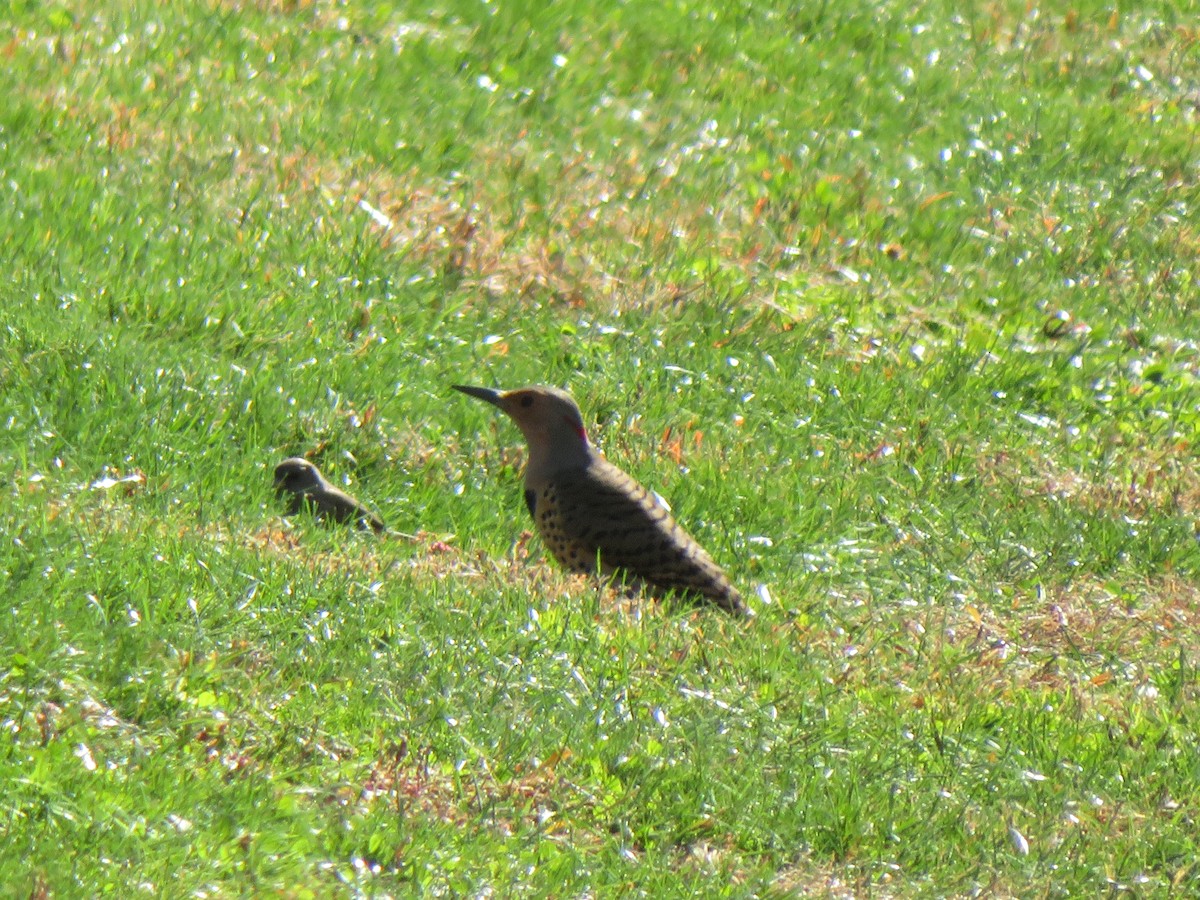Northern Flicker - ML644377348
