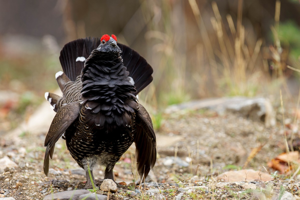 Spruce Grouse (Franklin's) - ML644377350