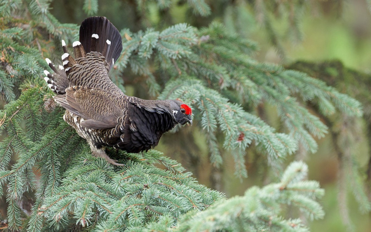 Spruce Grouse (Franklin's) - ML644377351