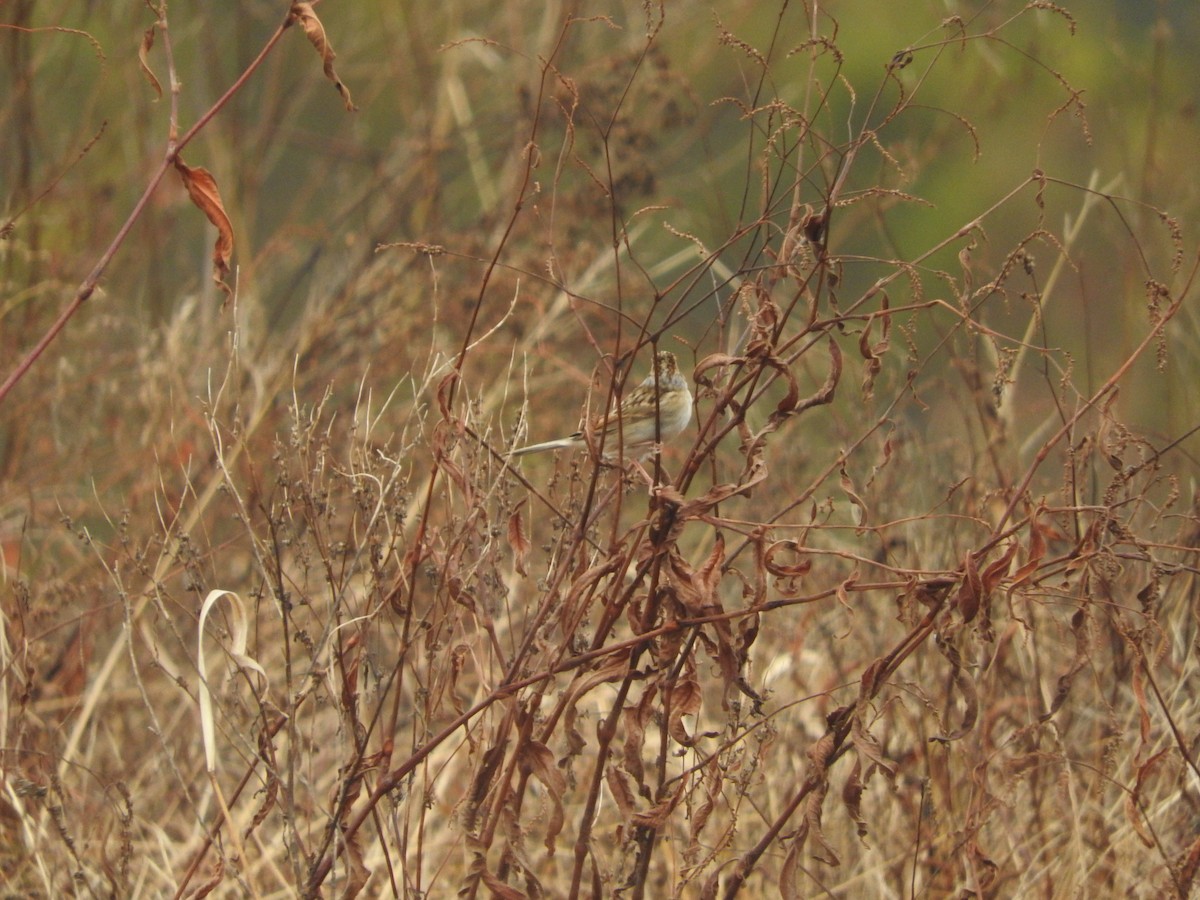 Clay-colored Sparrow - ML644377367