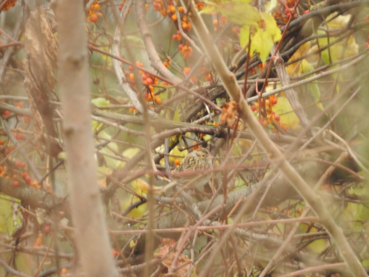 Clay-colored Sparrow - ML644377368