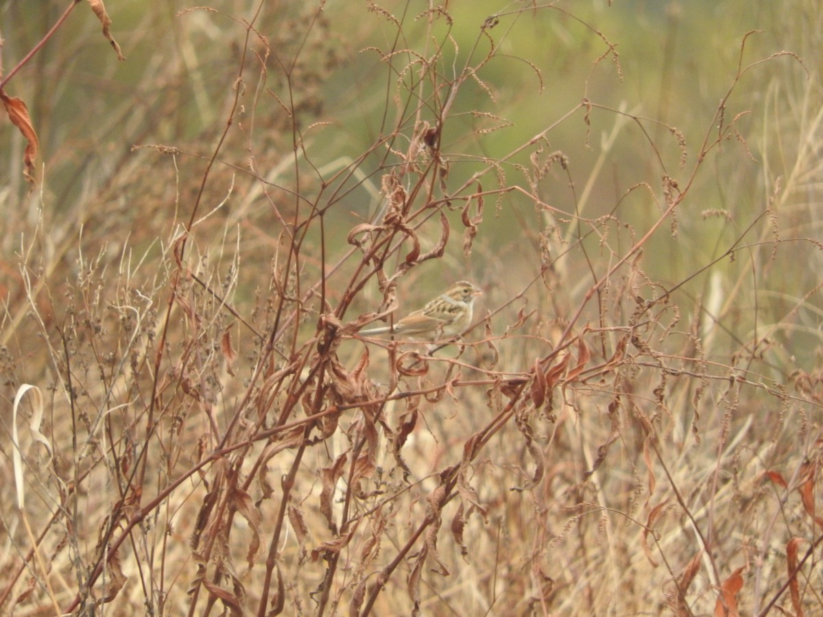 Clay-colored Sparrow - ML644377369