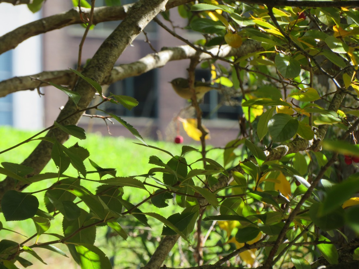 Ruby-crowned Kinglet - ML644377370