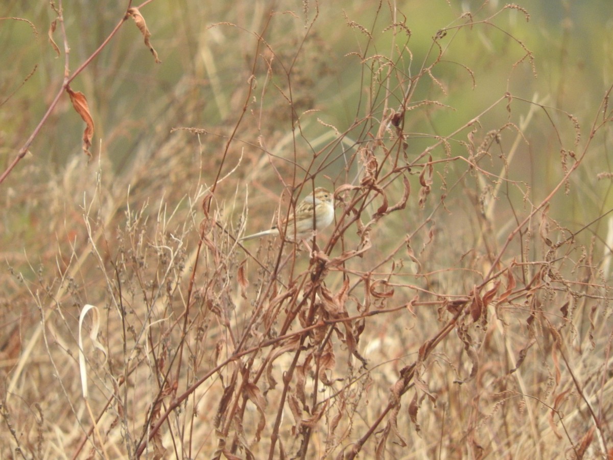 Clay-colored Sparrow - ML644377371