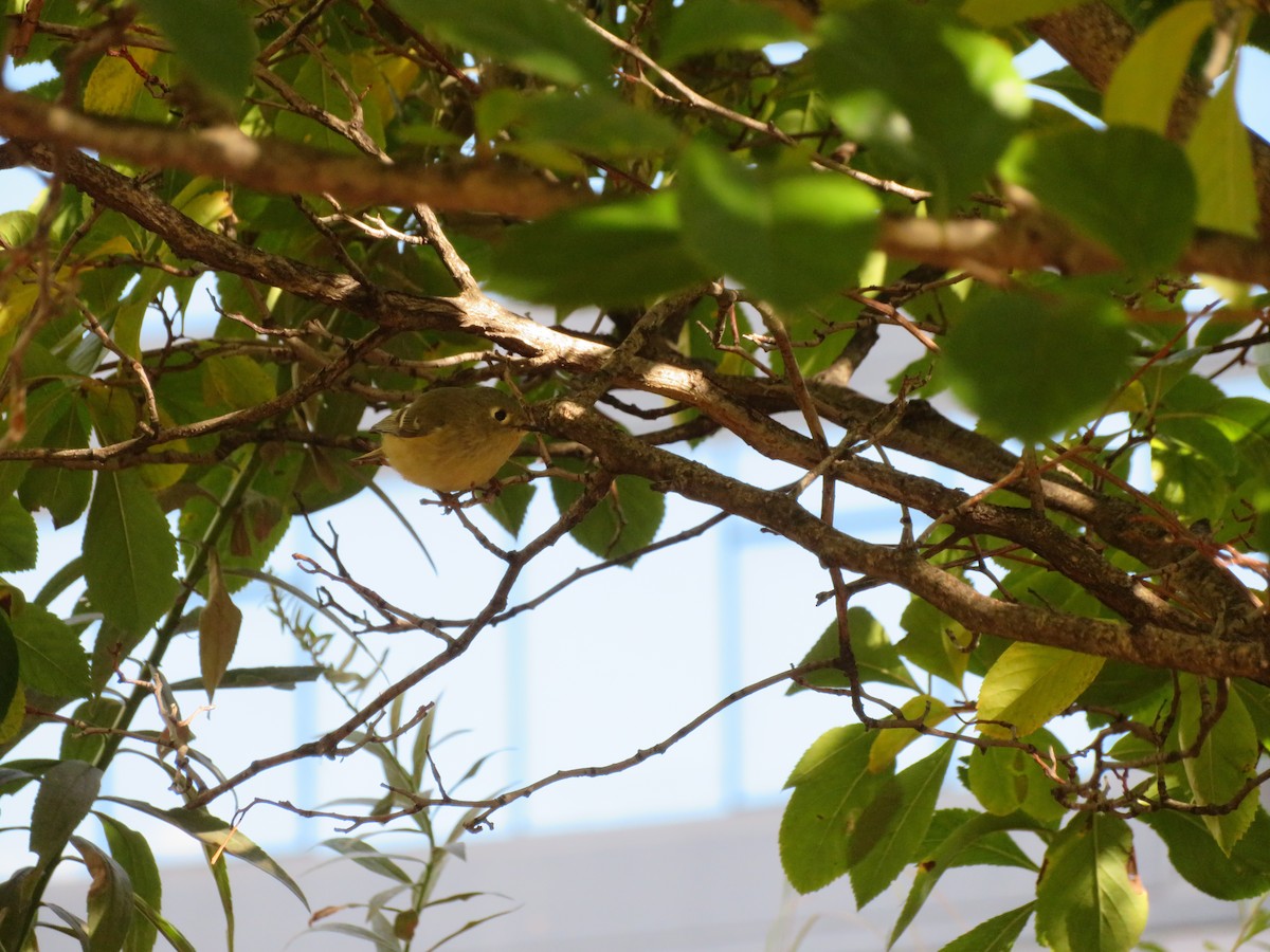 Ruby-crowned Kinglet - ML644377372