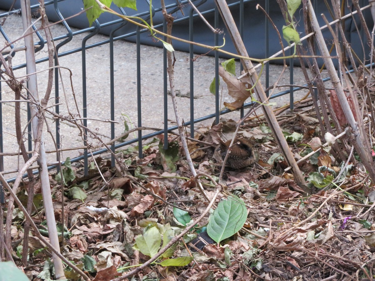 Winter Wren - ML644377380