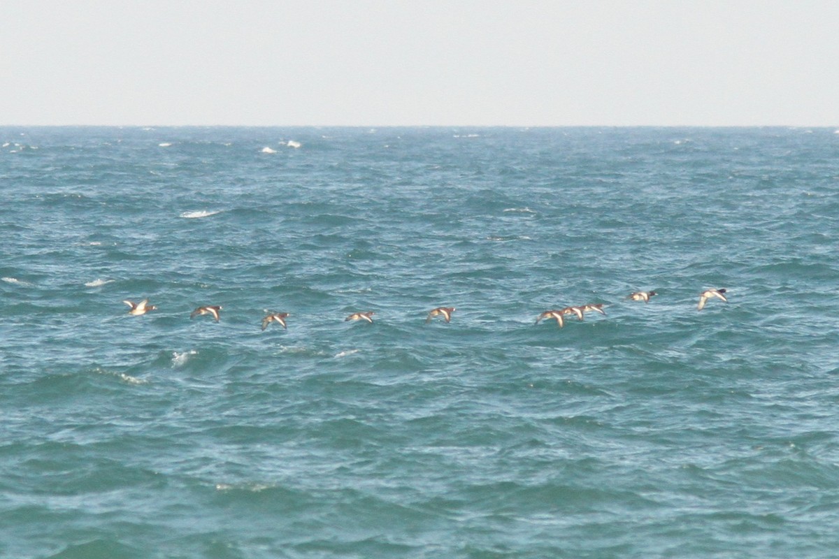 Greater Scaup - ML644377381