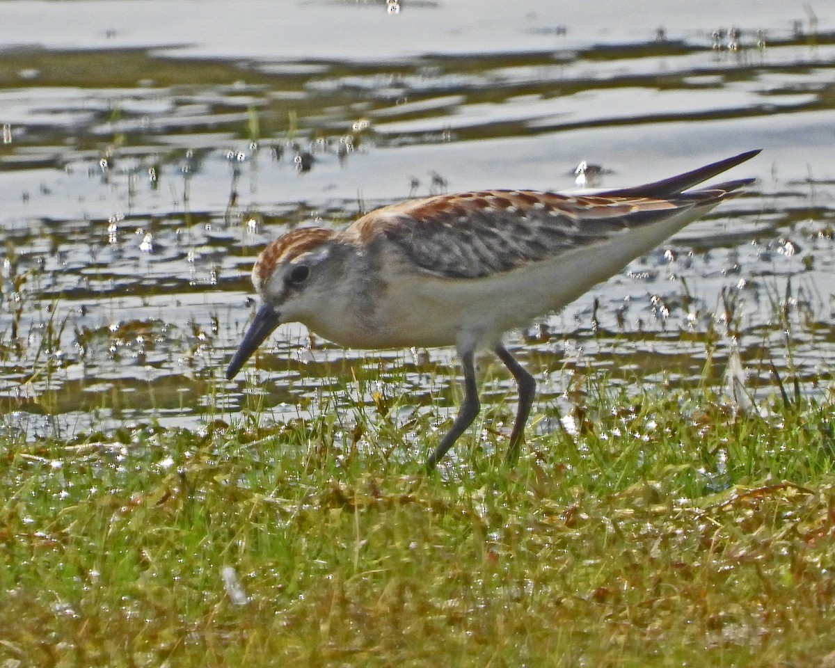 jespák srostloprstý - ML644377391