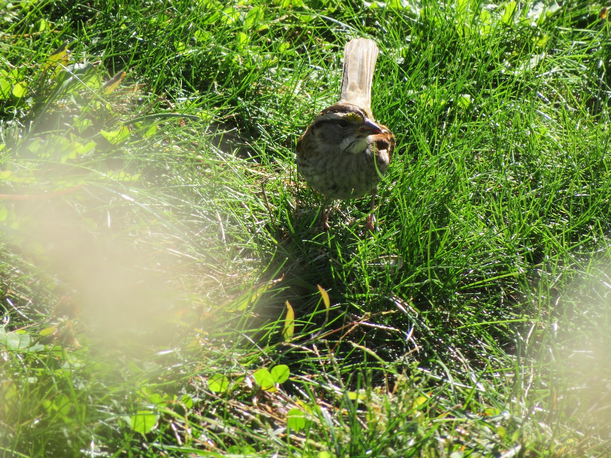 White-throated Sparrow - ML644377393