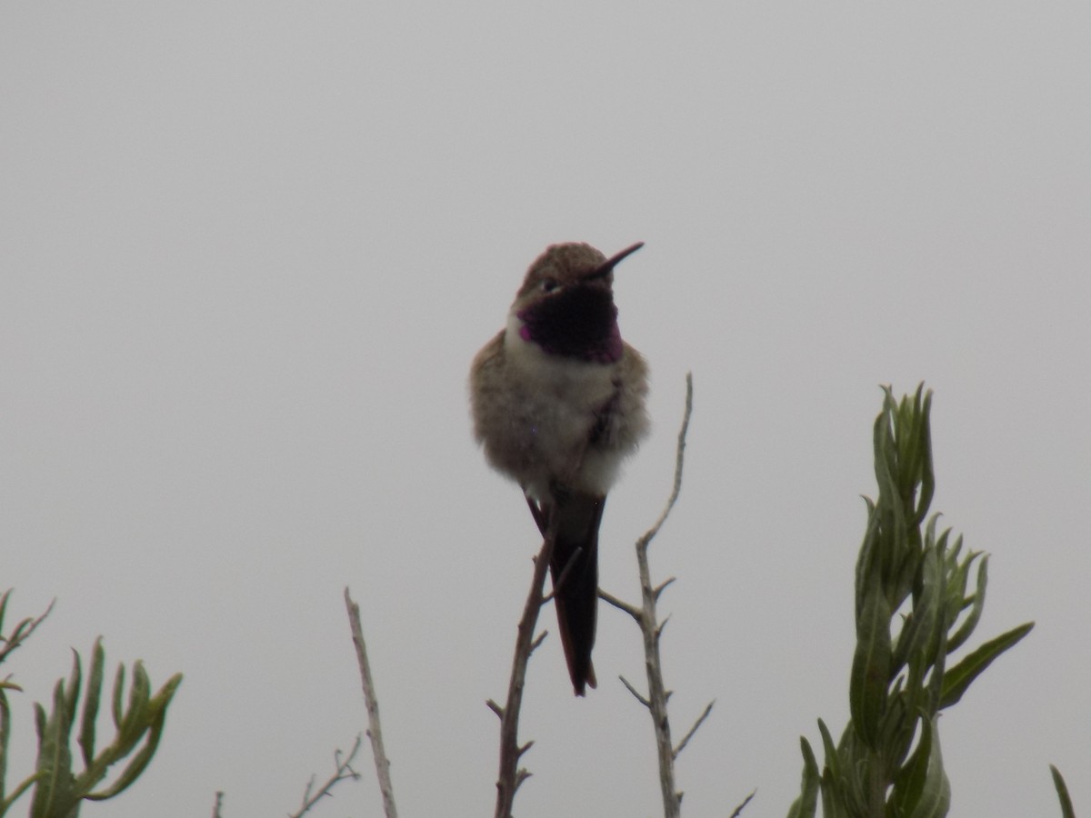 Oasis Hummingbird - ML644377397