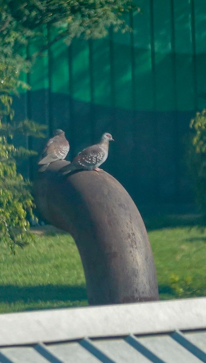 Paloma de Guinea - ML644377403