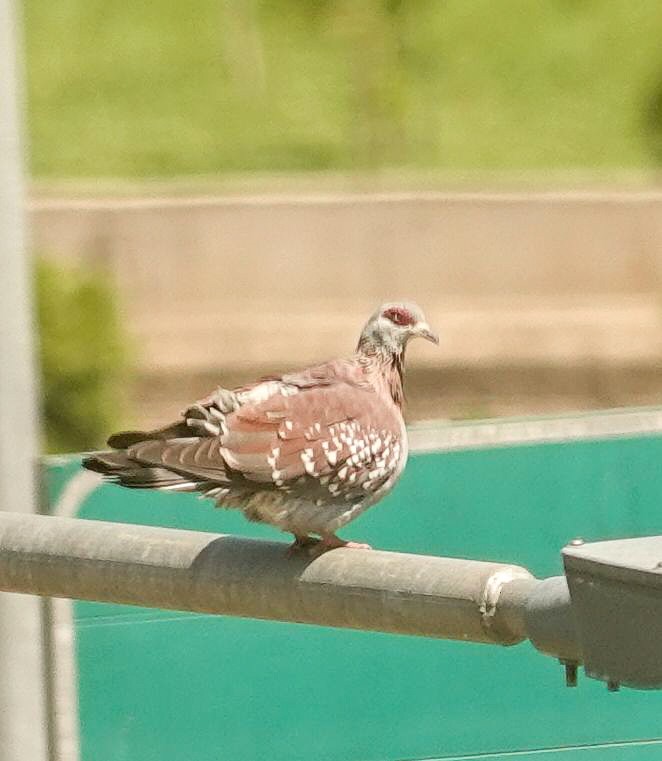 Paloma de Guinea - ML644377404