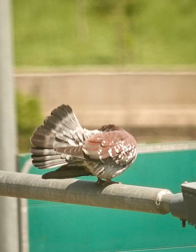 Paloma de Guinea - ML644377405