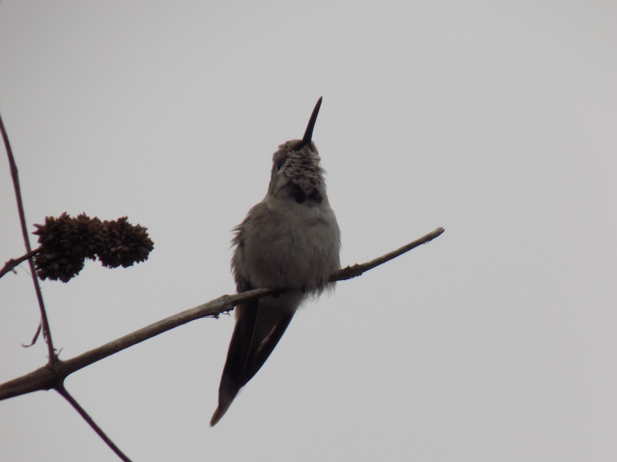 Oasis Hummingbird - ML644377409