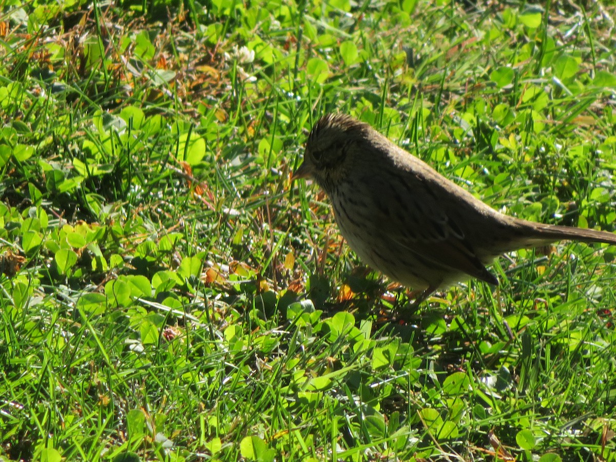 Lincoln's Sparrow - ML644377411