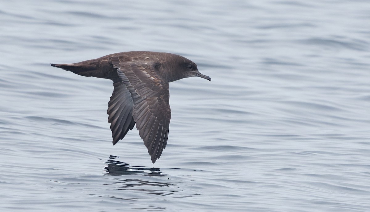 grålire - ML644377416