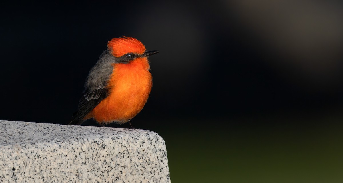 Vermilion Flycatcher - ML644377425