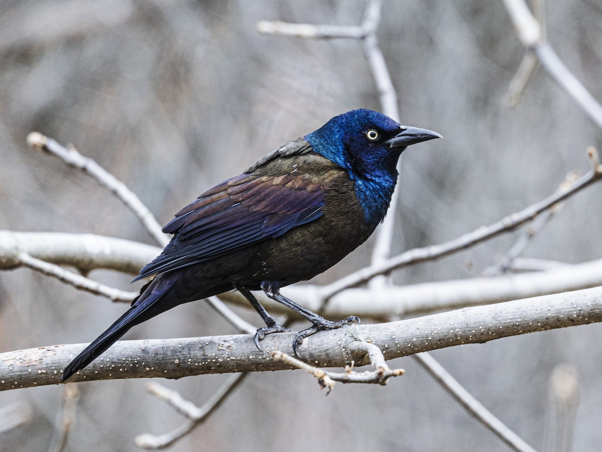 Quiscale bronzé - ML644377426