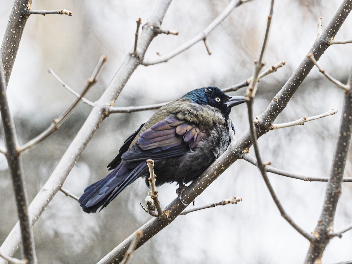 Quiscale bronzé - ML644377430