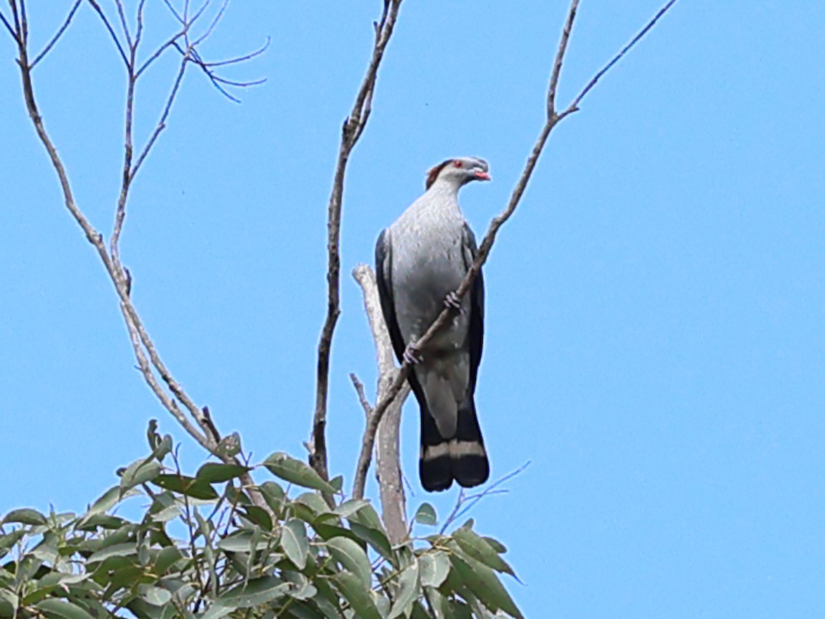 parykkdue - ML644377434